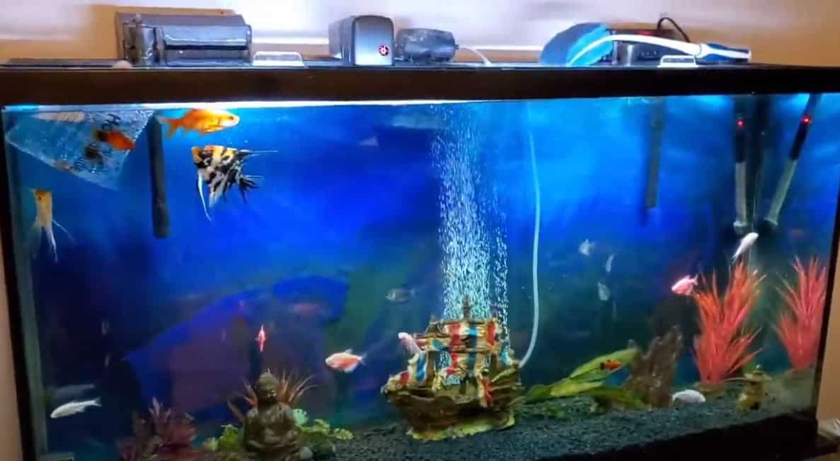 Best 60 Gallon Aquarium In 2023 Reviews and Guide CHAMPAGNE REEF